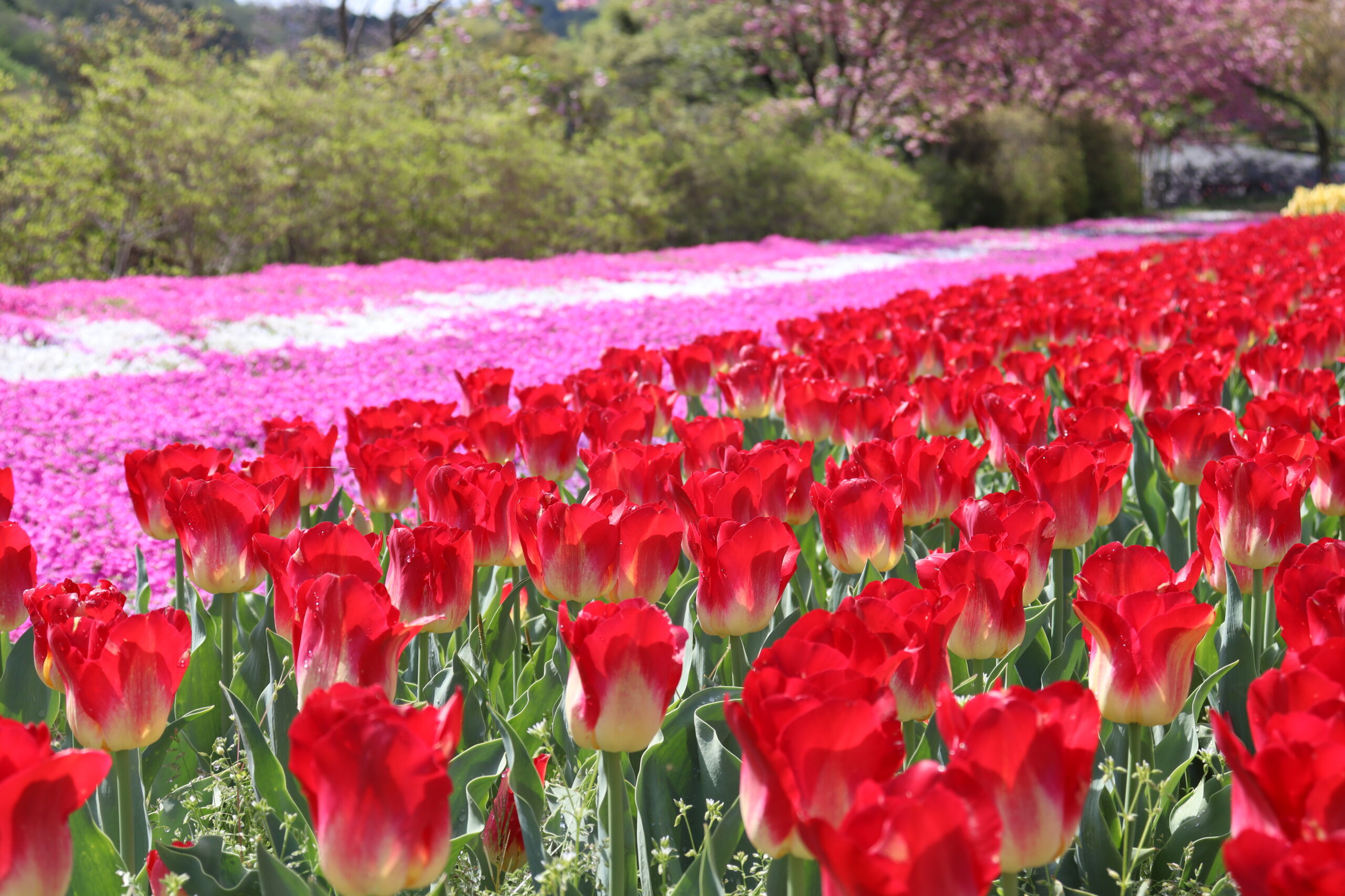 チューリップ・芝さくら-scaled.jpg